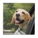 Suche nach labrador fliesen Welpe