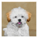 Suche nach lhasa poster Welpe