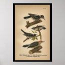 Suche nach flaumig poster Vogel
