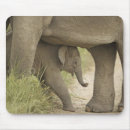Suche nach asiatischer elefant mousepads Baby