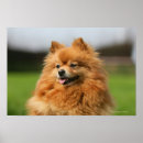 Suche nach aufpassen poster Hund