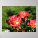 Suche nach 140 Rose