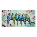 Suche nach budgie poster Papageien