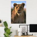 Suche nach lioness poster Fotografie
