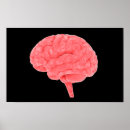 Suche nach kleinhirn Intelligenz