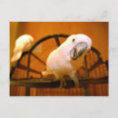 Suche nach wilde papageien postkarten Vogel