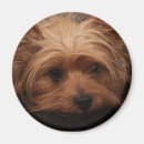 Suche nach yorkie hund magnete Hunde