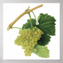 Suche nach grape poster Vineyard