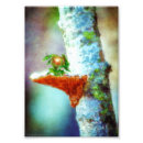 Suche nach weißer pilz poster Grün