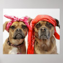 Suche nach funny pug poster Puppy