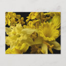 Suche nach forsythia postkarten Quelle