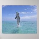 Suche nach floss poster Natur