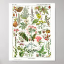 Suche nach französisches botanisches poster Cottagecore wandkunst
