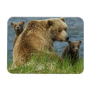 Suche nach babybär magnete Süße bären