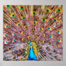 Suche nach vogel fotos poster Pfau