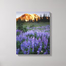 Suche nach lupine leinwandbilder Malerisch