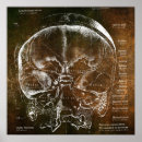 Suche nach naturwissenschaft poster Anatomie