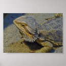 Suche nach bärtigen poster Drache