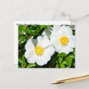 Suche nach seltene postkarten Blume
