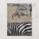 Suche nach herde postkarten Zebra