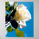 Suche nach schöne weiße rose poster Für alle