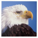 Suche nach weißkopfseeadler fliesen Fauna
