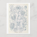 Suche nach haeckel postkarten Qualle