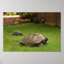 Suche nach tortoise poster Meereslebewesen