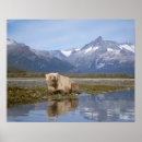 Suche nach braunbären poster Fauna