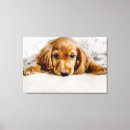 Suche nach cocker spaniel leinwandbilder Welpe