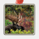 Suche nach bulle ornamente Fauna