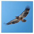 Suche nach zoll fliesen Jede person