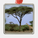 Suche nach afrika ornamente Tierwelt