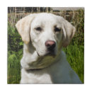 Suche nach labrador fliesen Niedlich
