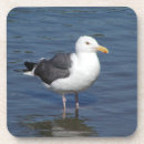 Suche nach weiße vögel untersetzer Seemöwe