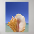 Suche nach molluske poster Ozean