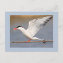 Suche nach seeschwalbe postkarten Vögel