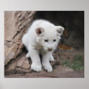 Suche nach weißer löwe poster Für kinder