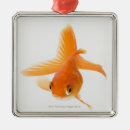 Suche nach goldfisch ornamente Meereswelt