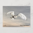 Suche nach schneeeule postkarten Jede person