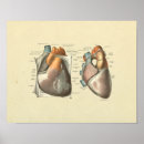 Suche nach venen poster Anatomisch