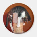 Suche nach humorvolle katze magnete Lustig
