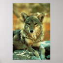 Suche nach kojoten poster Säugetier