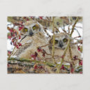 Suche nach owlet Niedlich