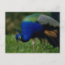 Suche nach waagerecht postkarten Im freien