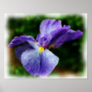 Suche nach japanische malerei poster Blume