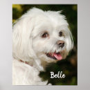 Suche nach maltipoo poster Haustier