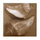 Suche nach muscheln fliesen Tritonshorn muschel