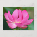Suche nach lotos postkarten Rosa
