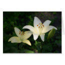 Suche nach sterling postkarten Blume